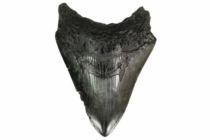 Serrated, Fossil Megalodon Tooth - South Carolina #151792